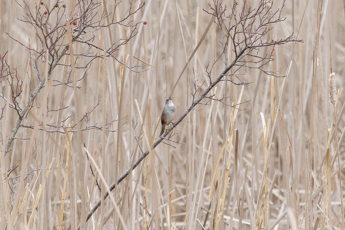 Swamp Sparrow - ML617520690