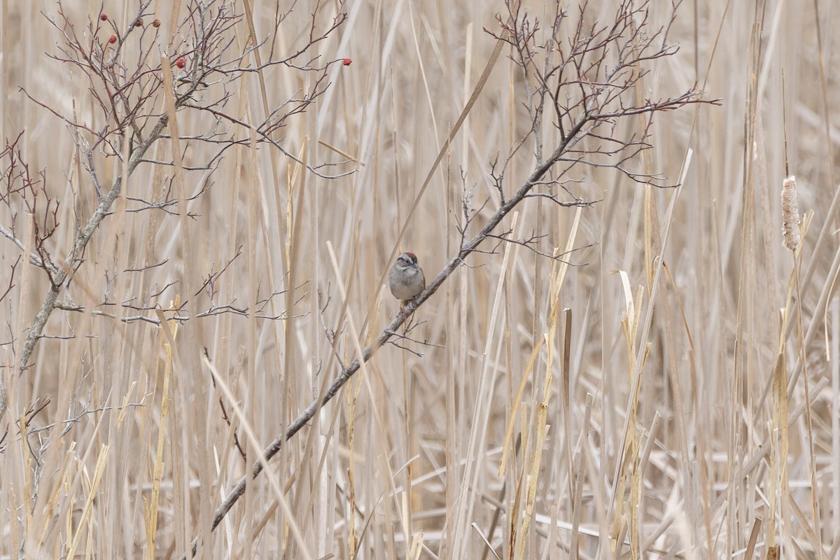 Swamp Sparrow - ML617520693