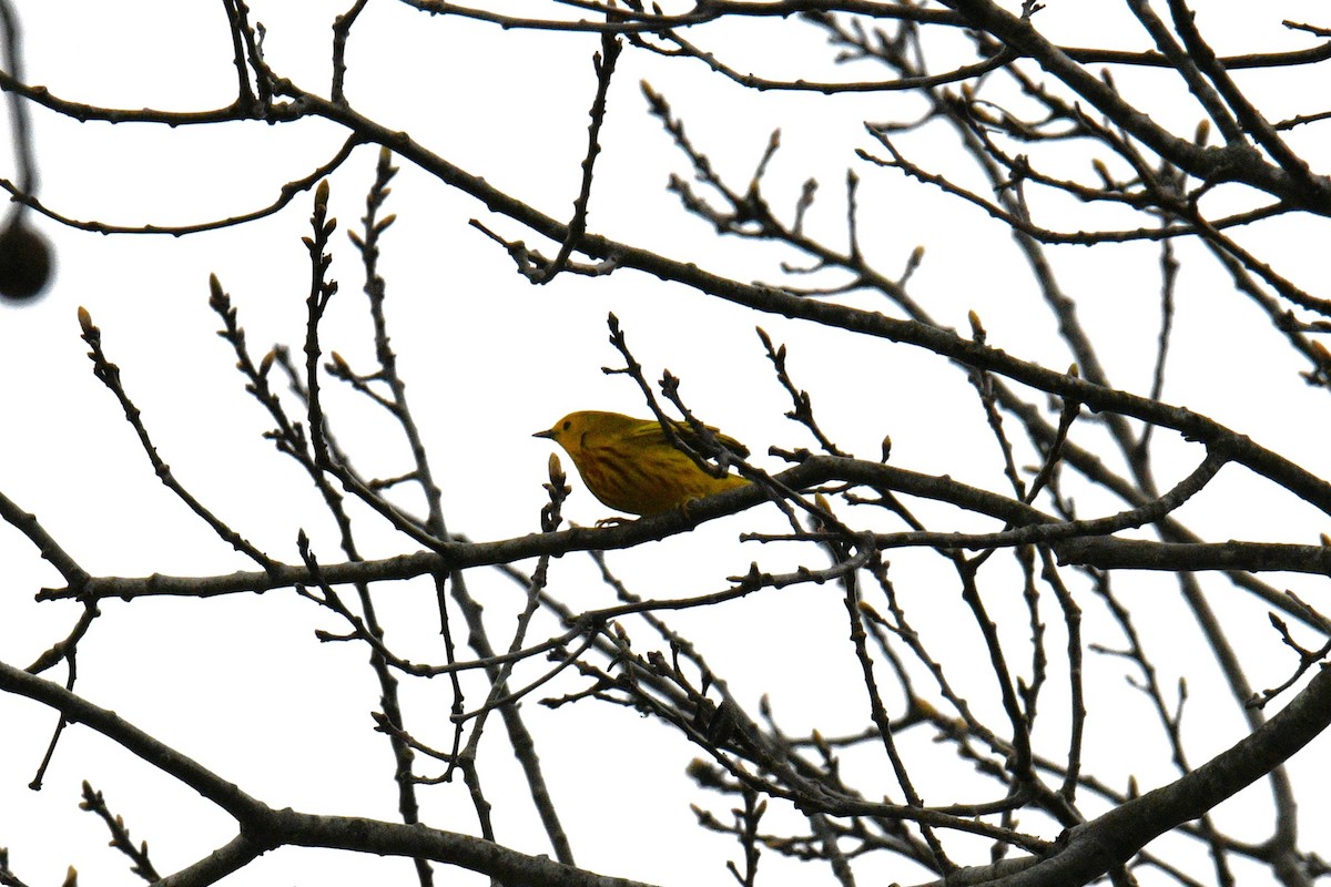 Yellow Warbler - Nolan Williams