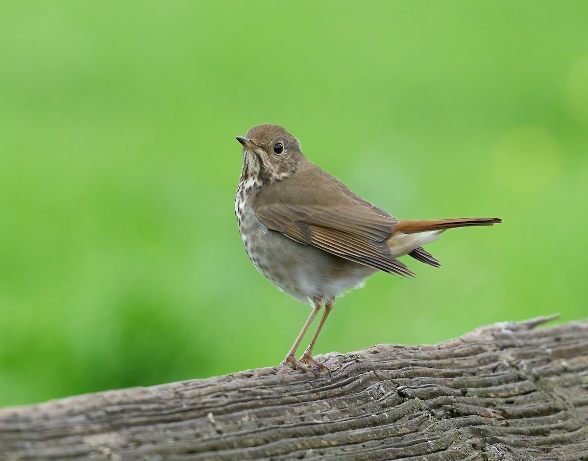 Hermit Thrush - ML617520740