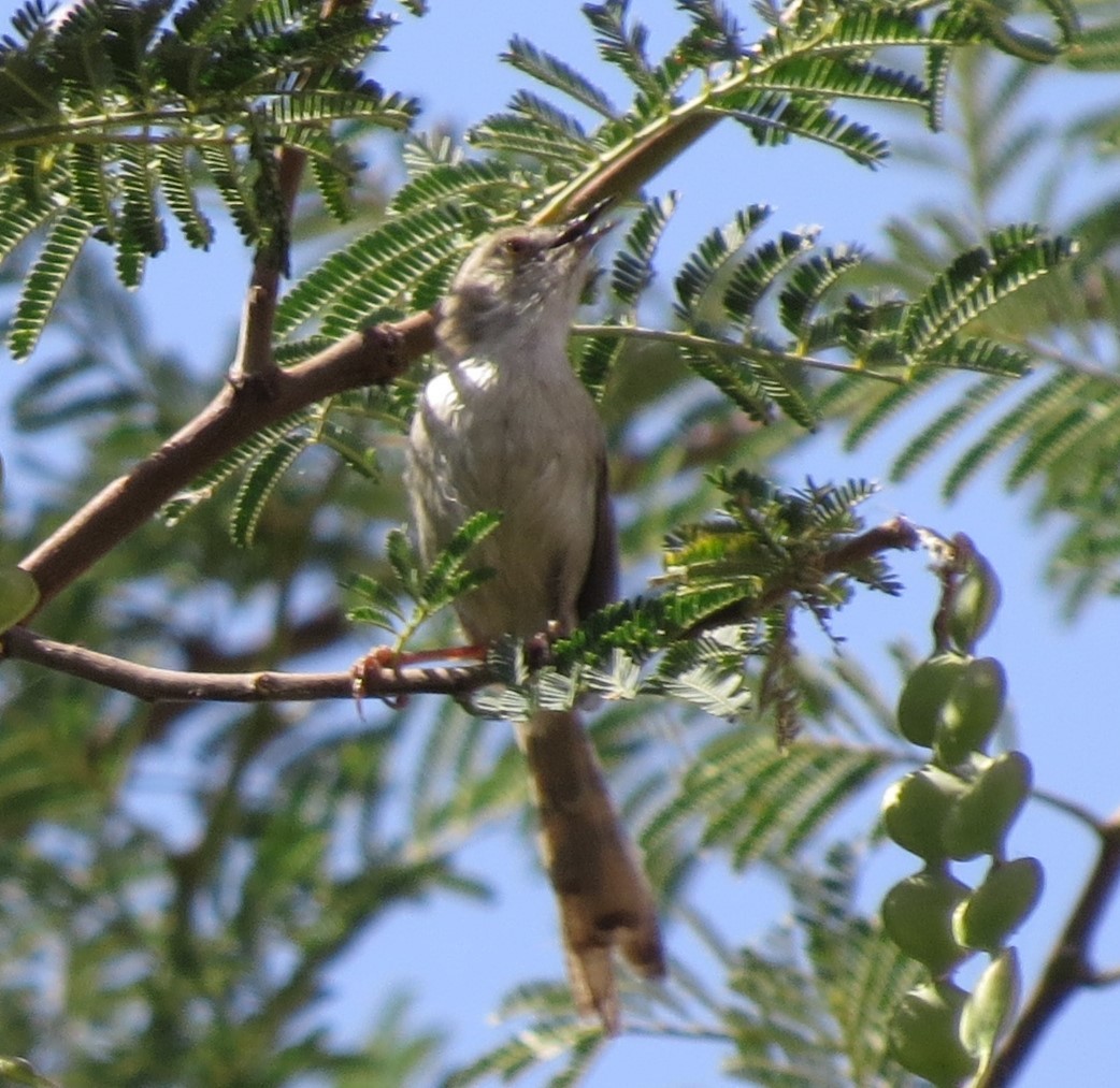 Graceful Prinia - ML617520743