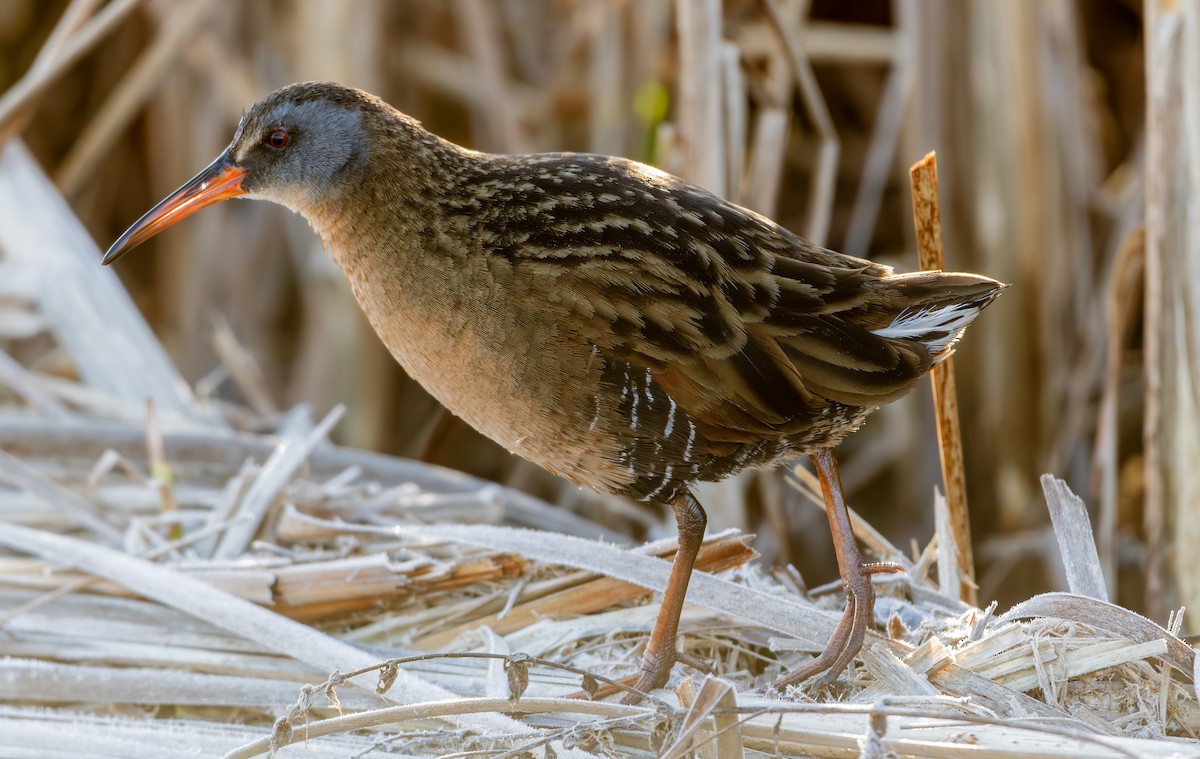 Virginia Rail - John Peckham