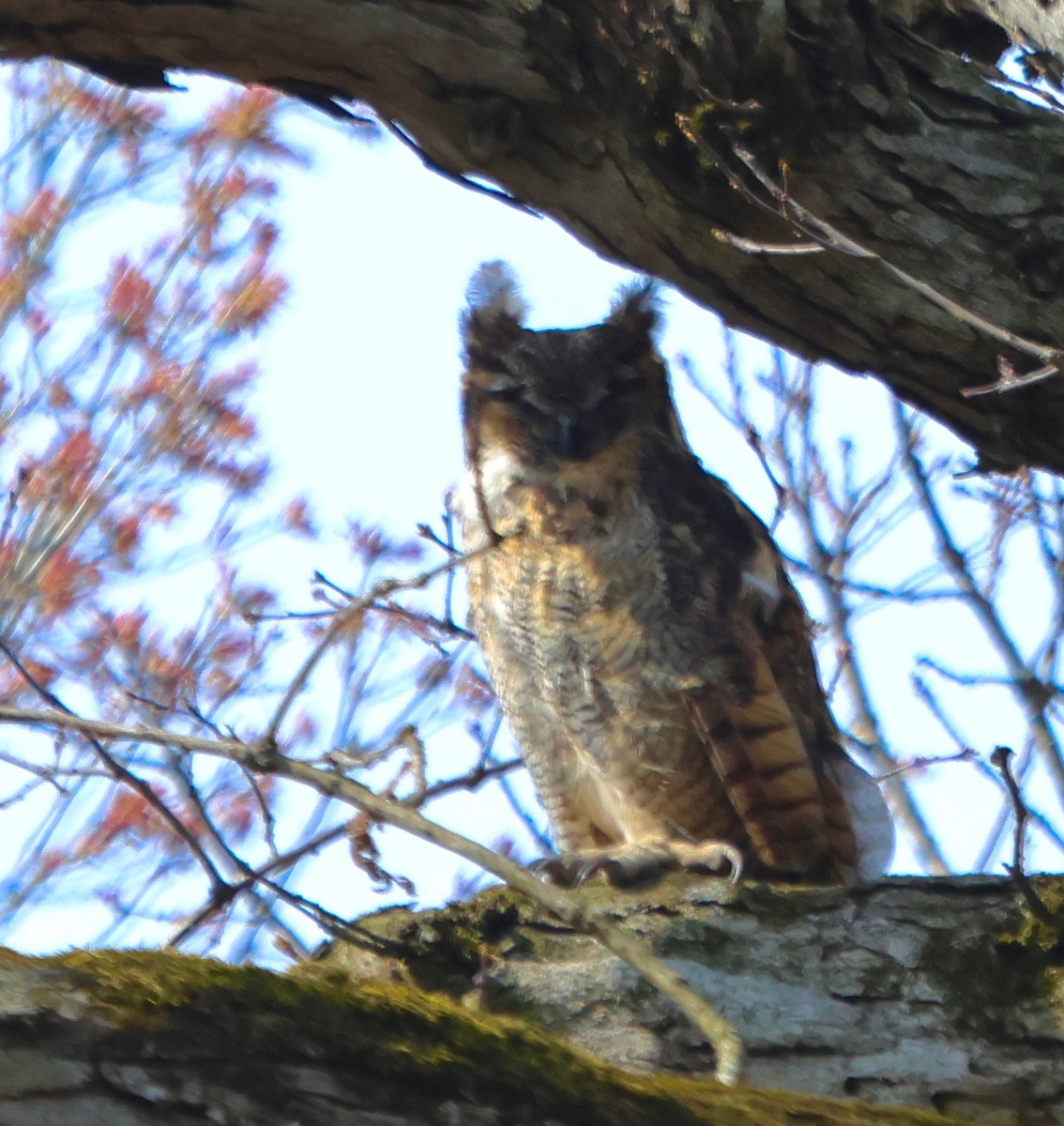 Great Horned Owl - J.A. Smith