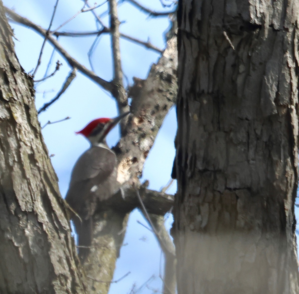 Pileated Woodpecker - J.A. Smith