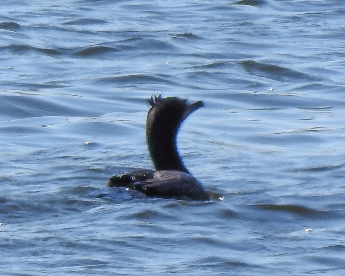 Double-crested Cormorant - ML617520794