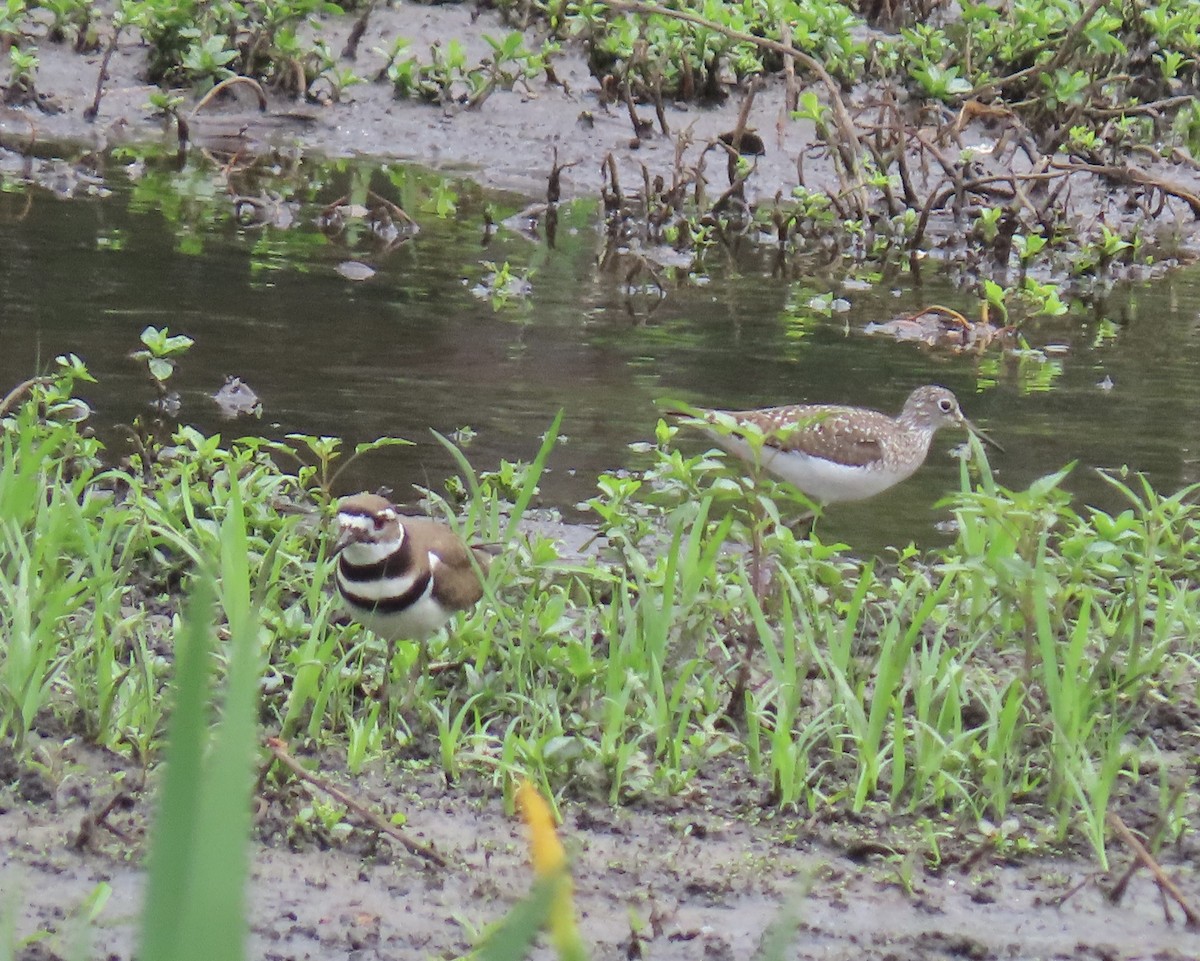 Killdeer - Jesse Grantham