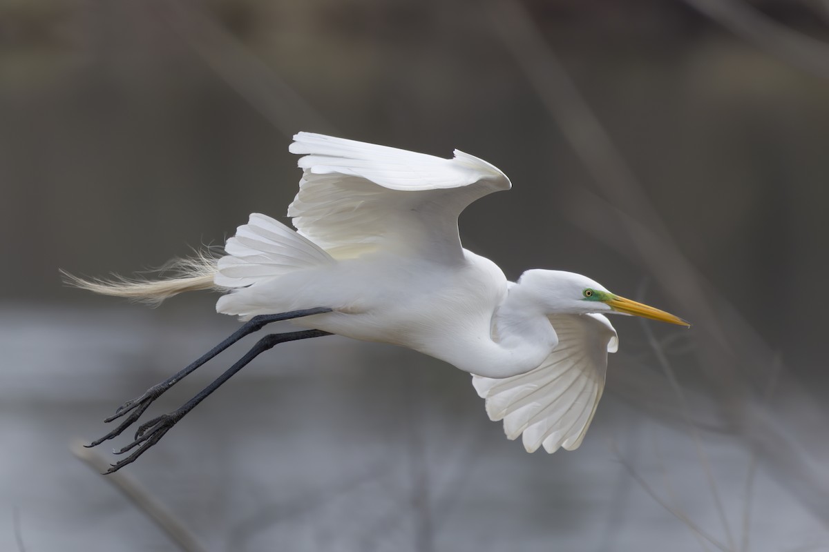 Great Egret - ML617520816