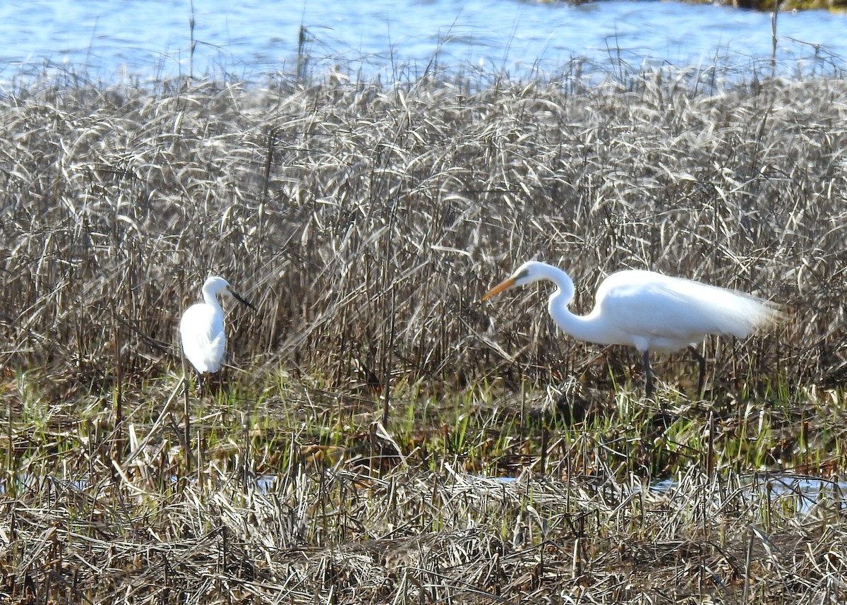 Snowy Egret - ML617520817