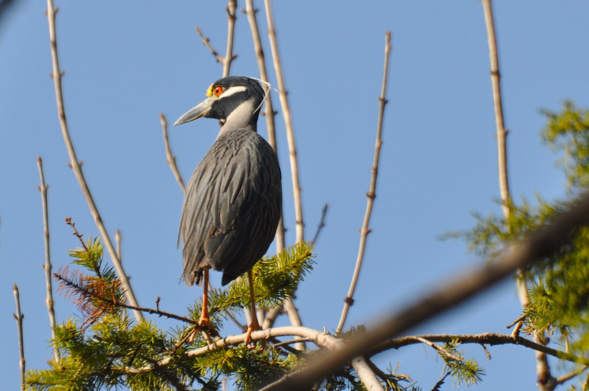 Yellow-crowned Night Heron - Matthew Cvetas