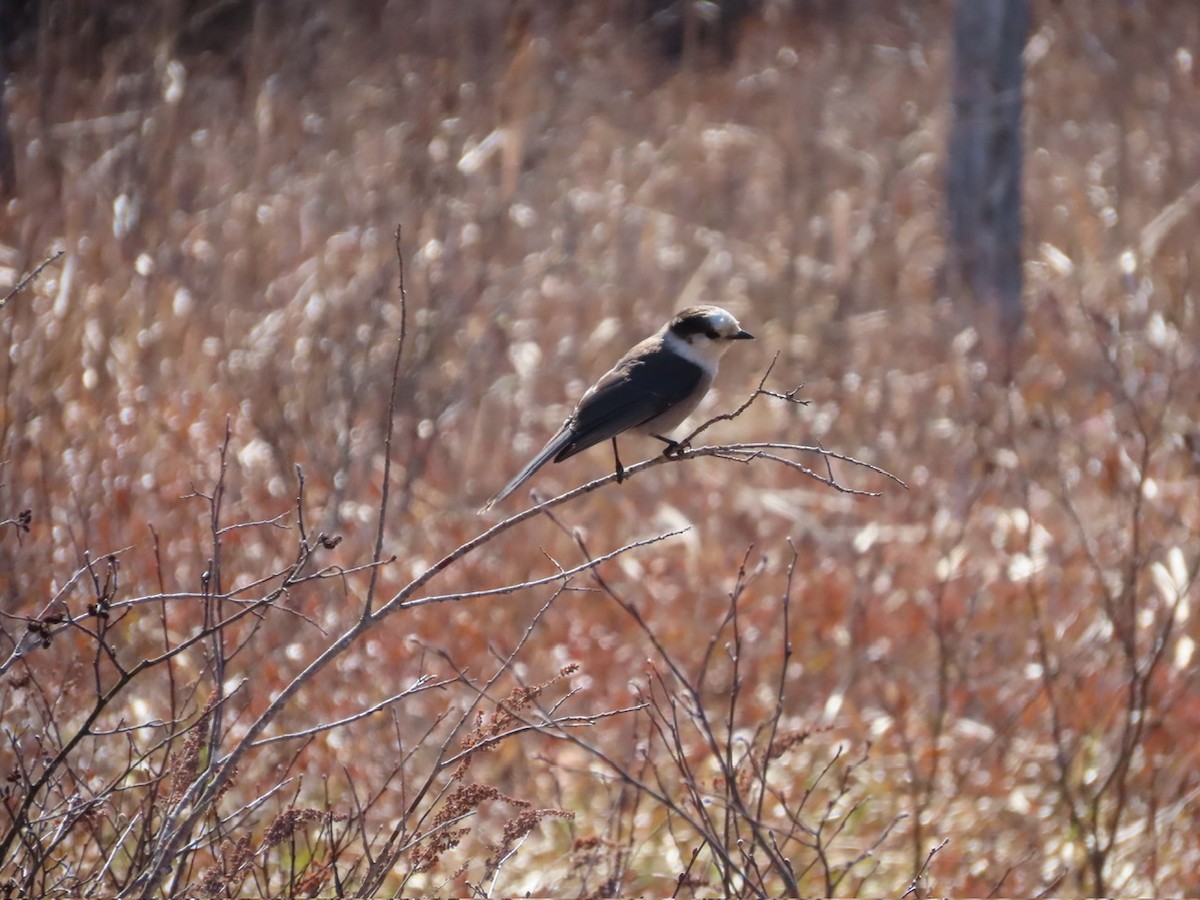 Canada Jay - ML617520837