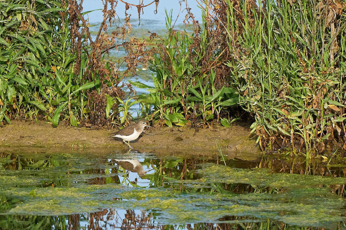 Common Sandpiper - ML617520849