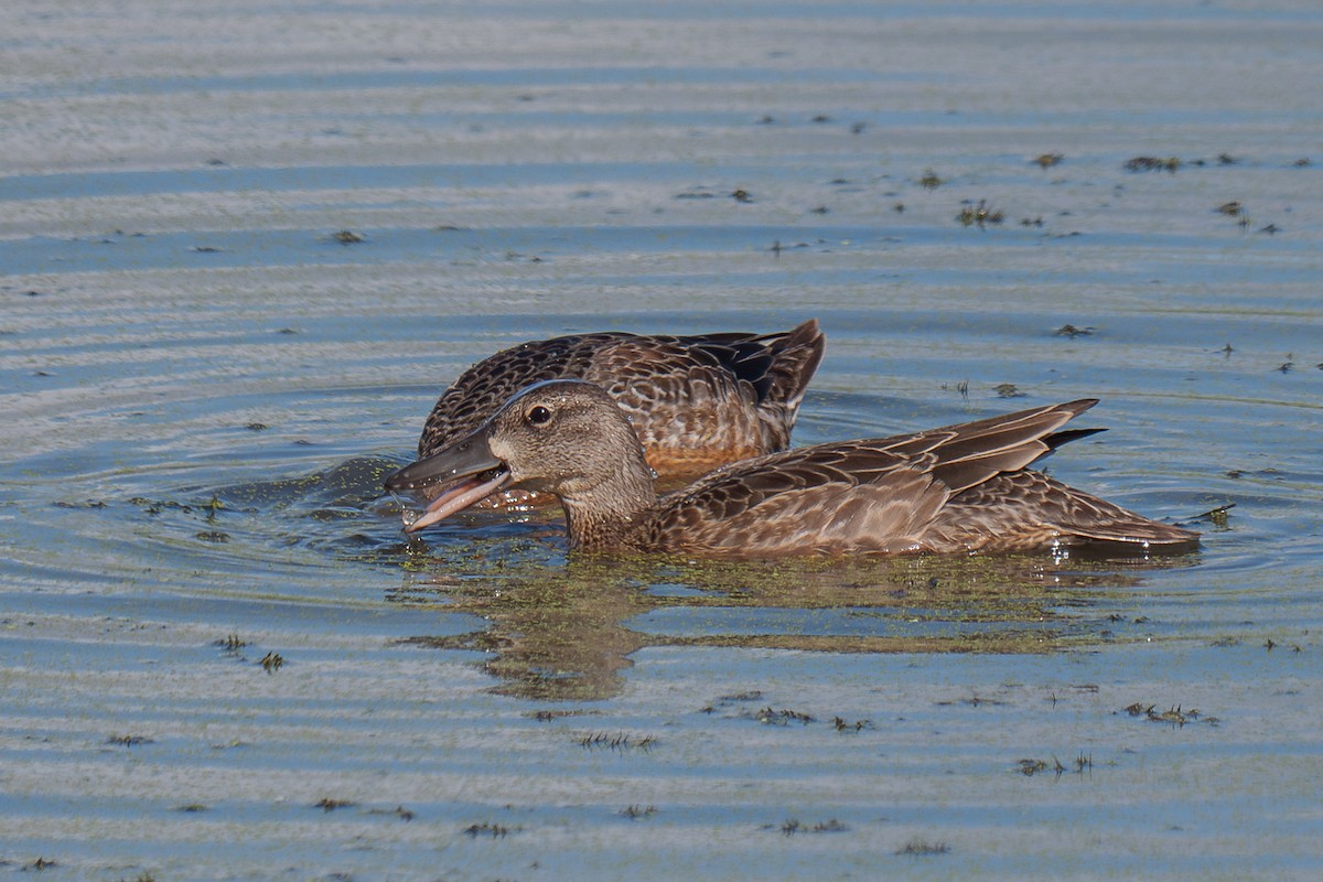 Cinnamon Teal - ML617520921