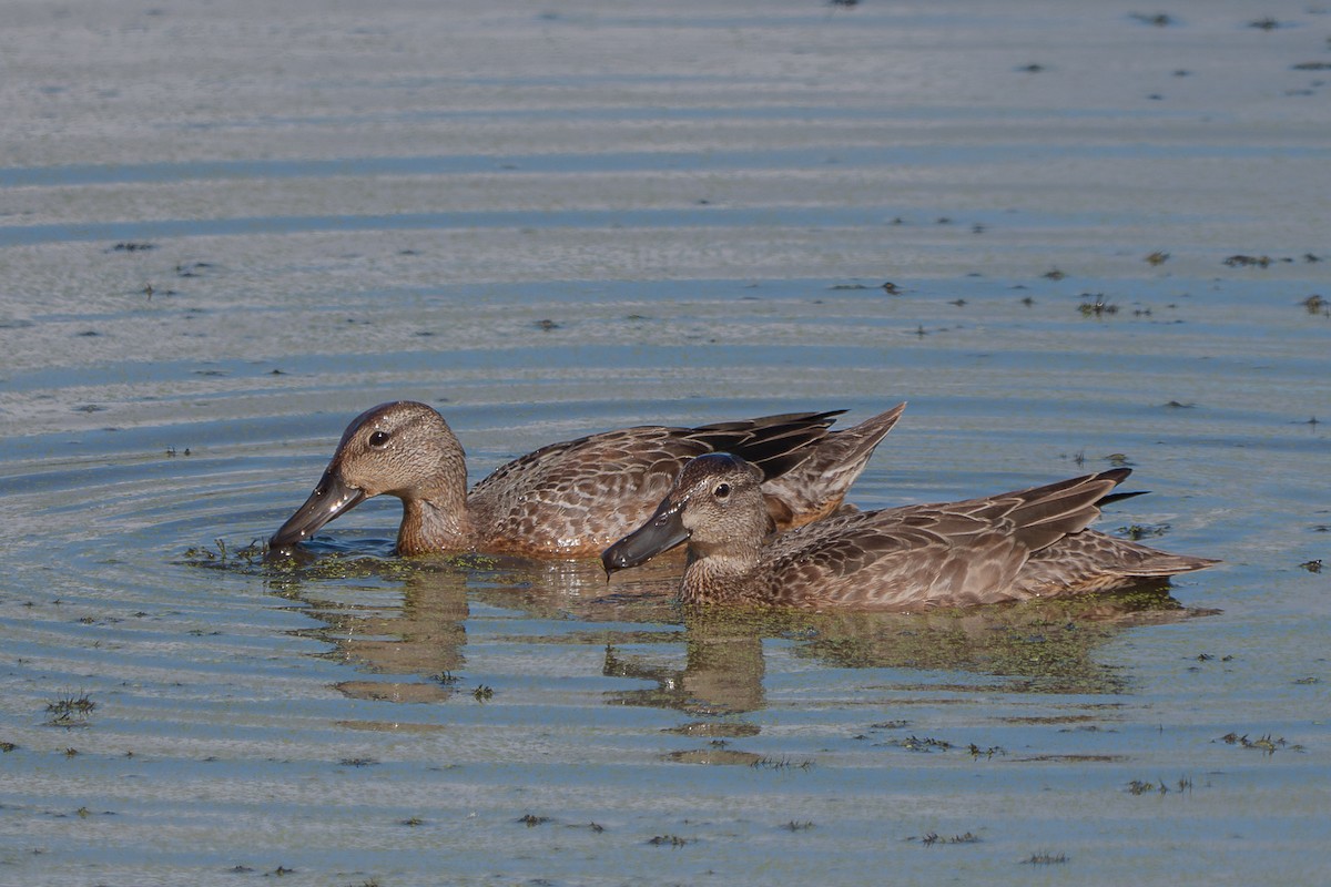 Cinnamon Teal - ML617520922