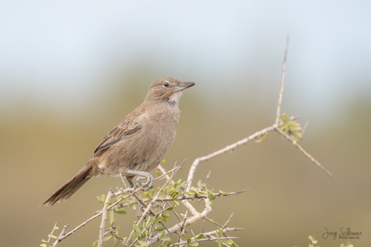 White-throated Cacholote - ML617520946