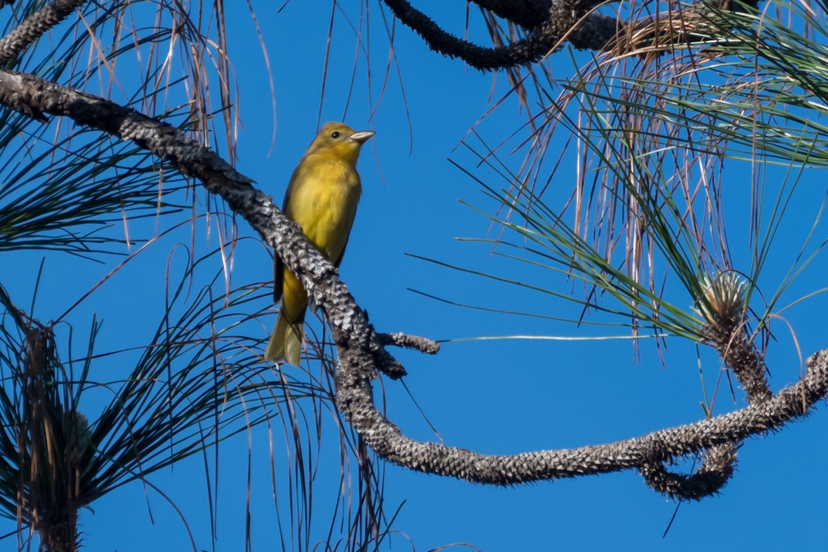 Summer Tanager - ML617520978