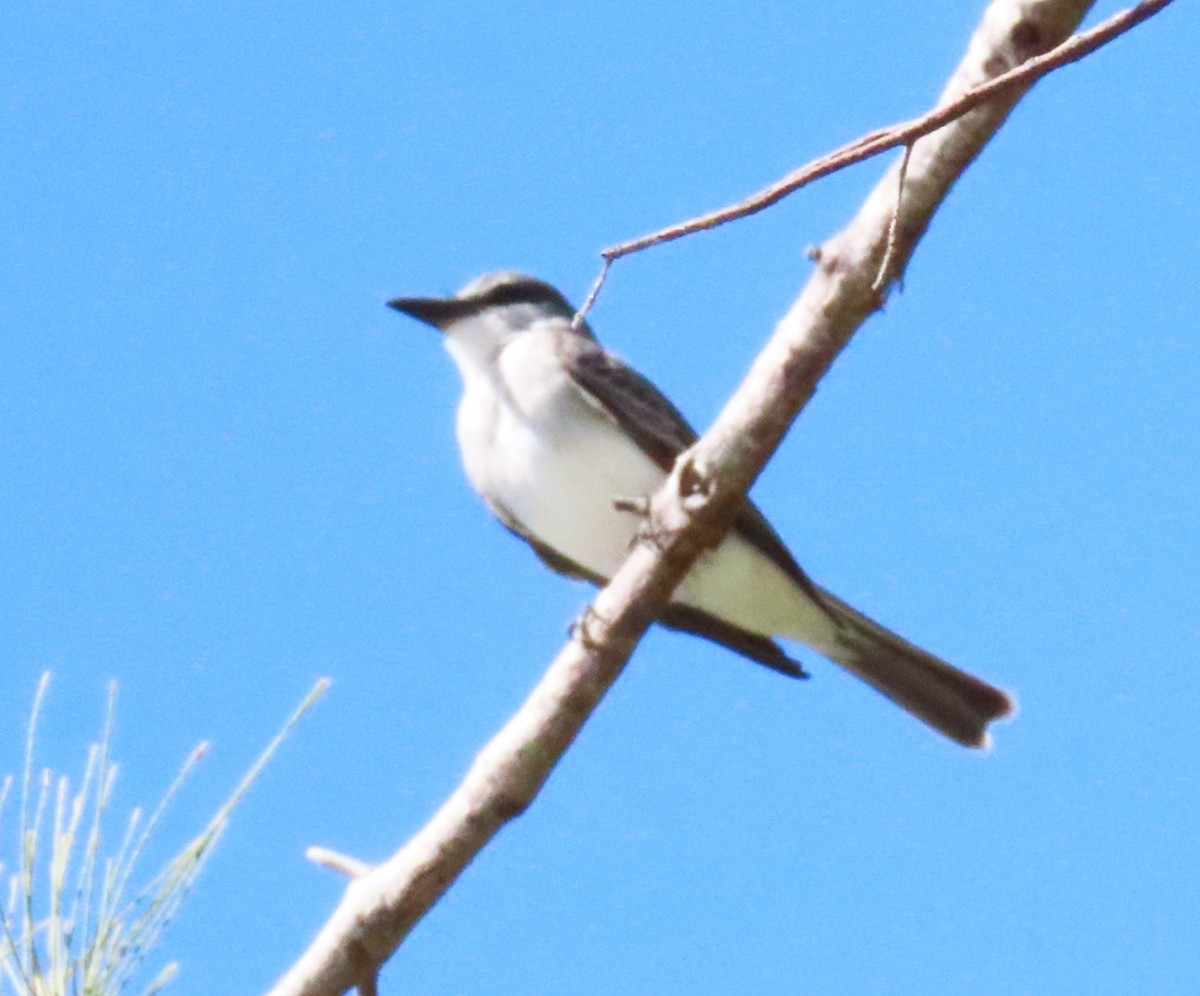 Gray Kingbird - ML617521002