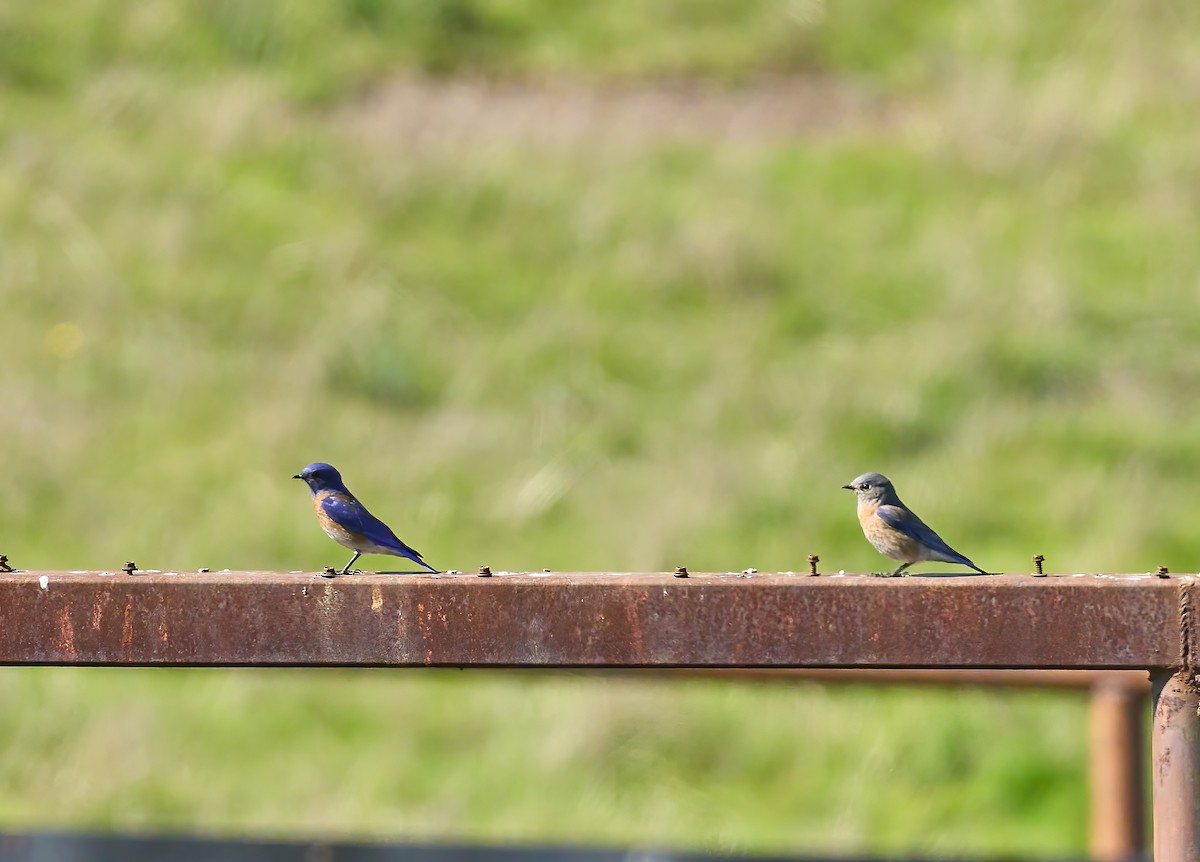 Western Bluebird - ML617521030