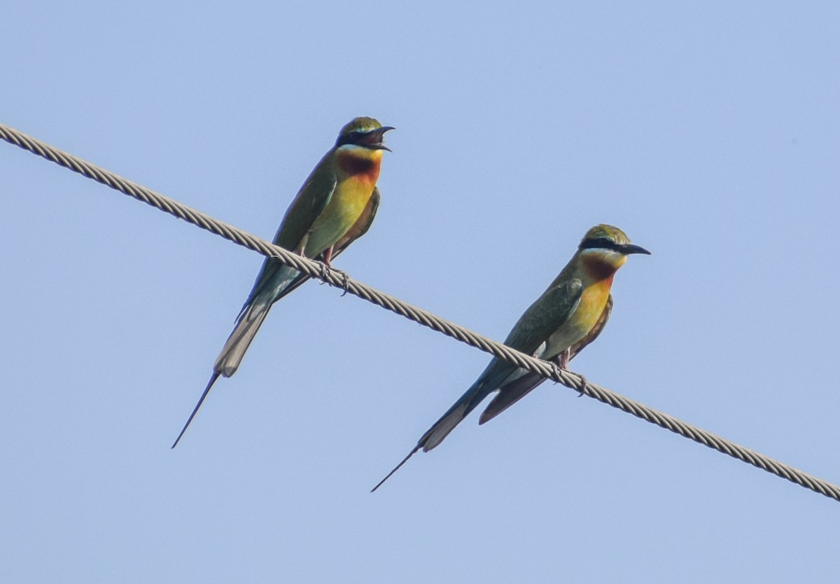 Blue-tailed Bee-eater - ML617521031