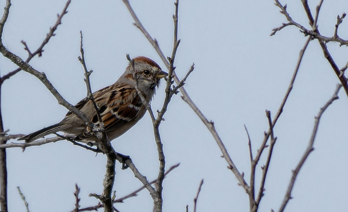 American Tree Sparrow - Tara Plum