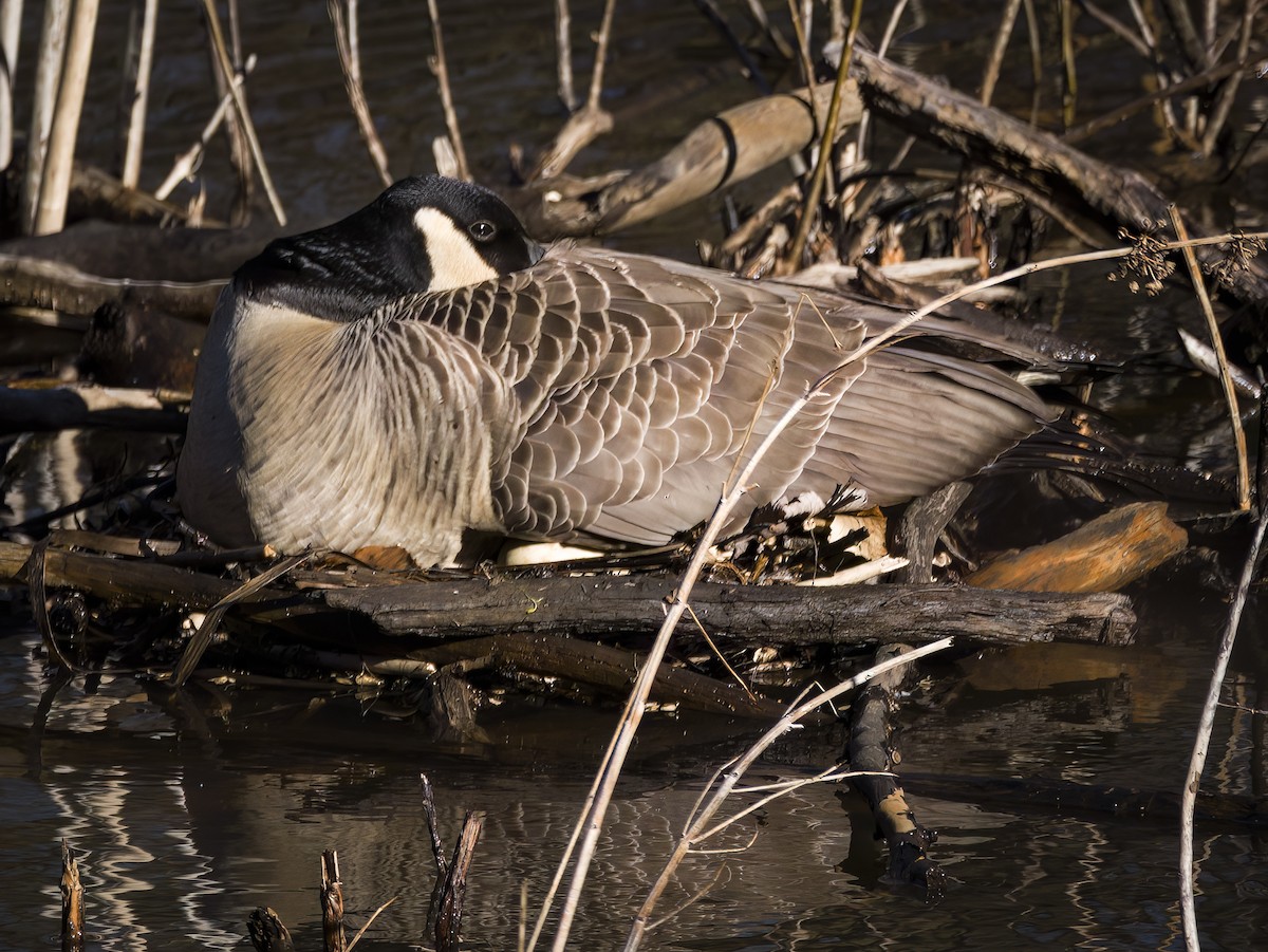 Canada Goose - ML617521052