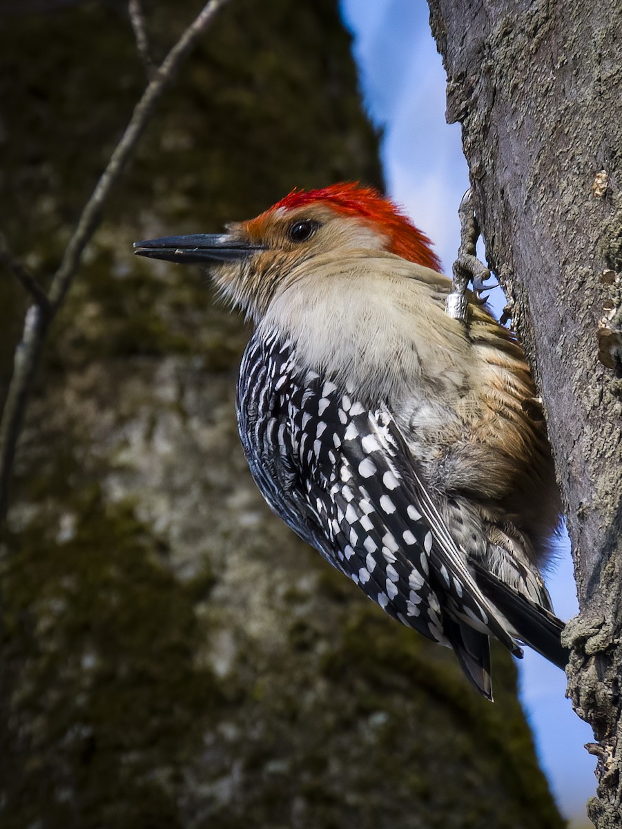 Red-bellied Woodpecker - ML617521098
