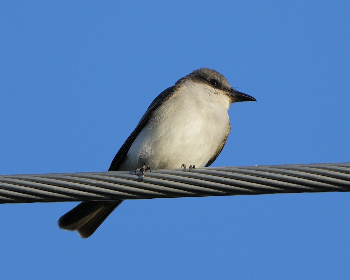 Gray Kingbird - ML617521103