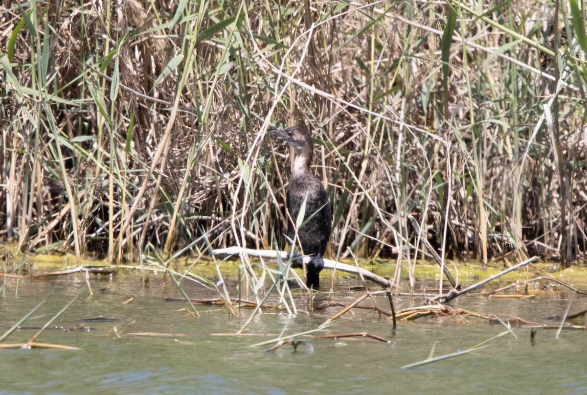 Pygmy Cormorant - ML617521108