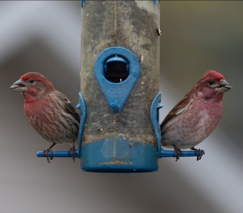 Purple Finch - ML617521129
