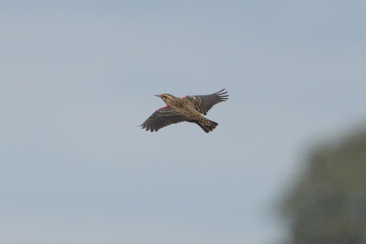 Pampas Meadowlark - ML617521170