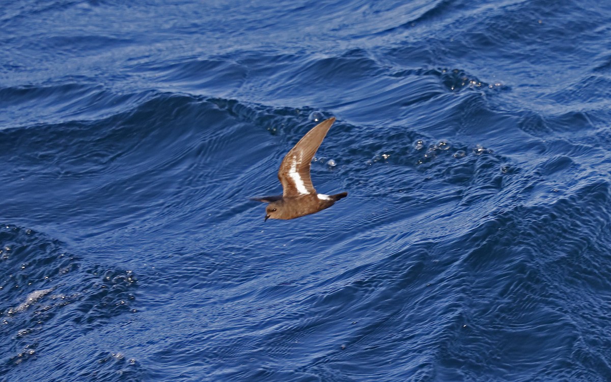 European Storm-Petrel - ML617521173