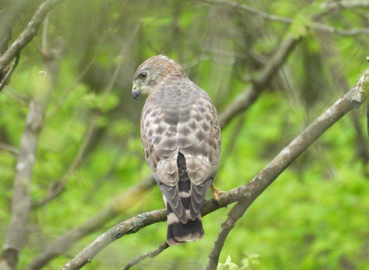 Broad-winged Hawk - ML617521207