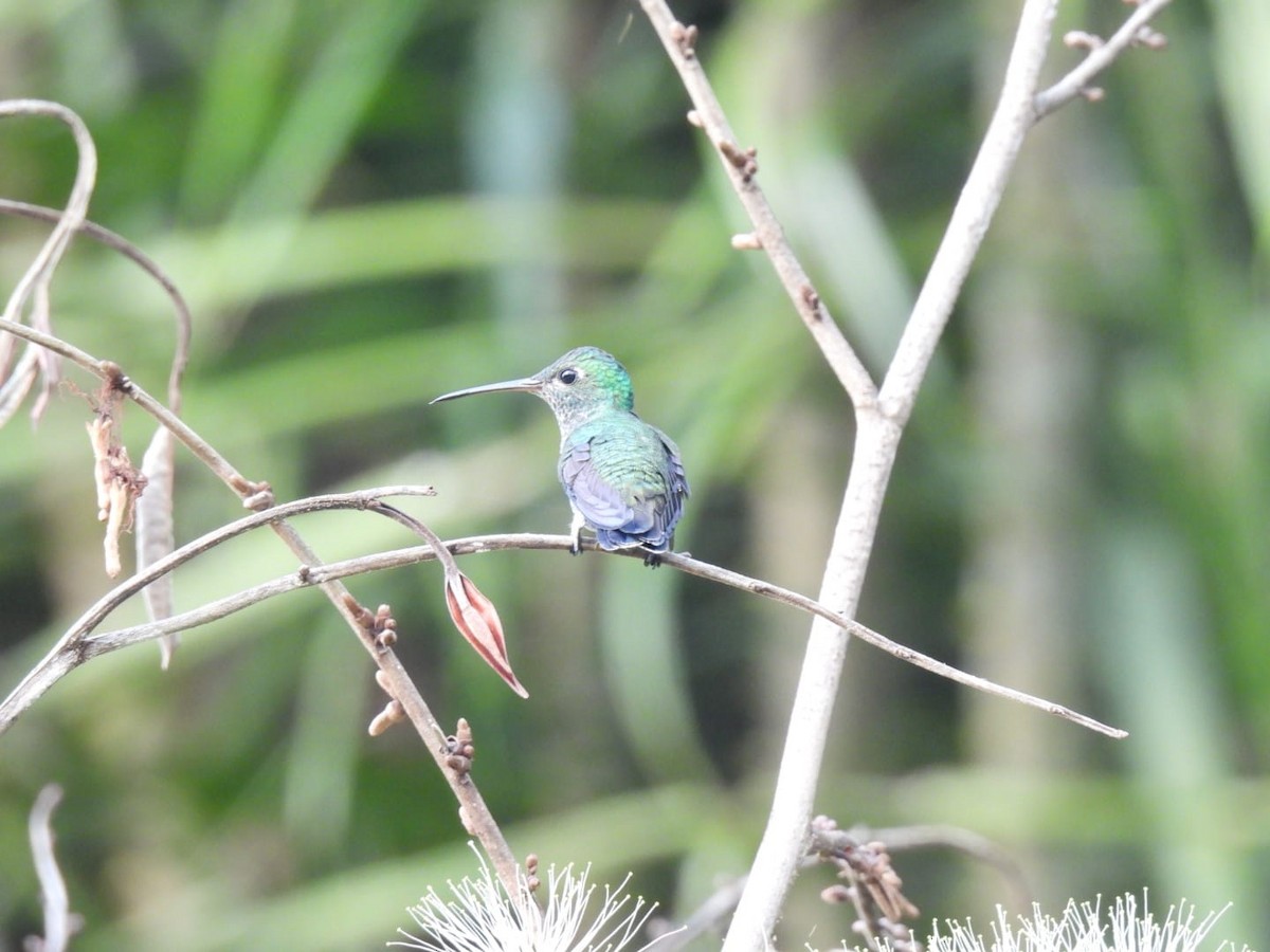 Glittering-throated Emerald - ML617521217