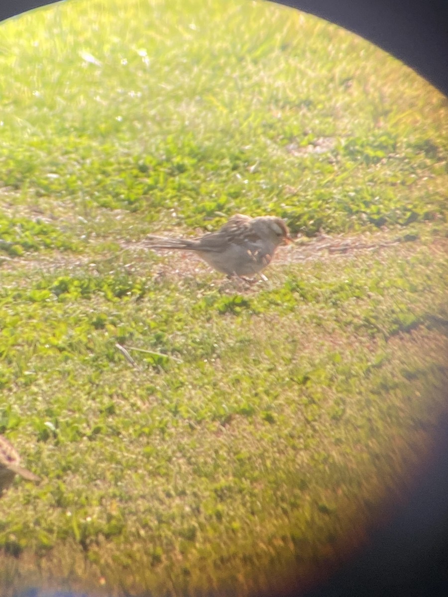 White-crowned Sparrow - ML617521219