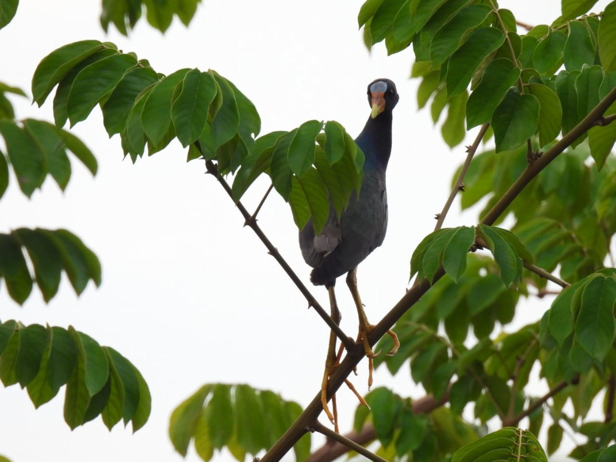 Purple Gallinule - ML617521238