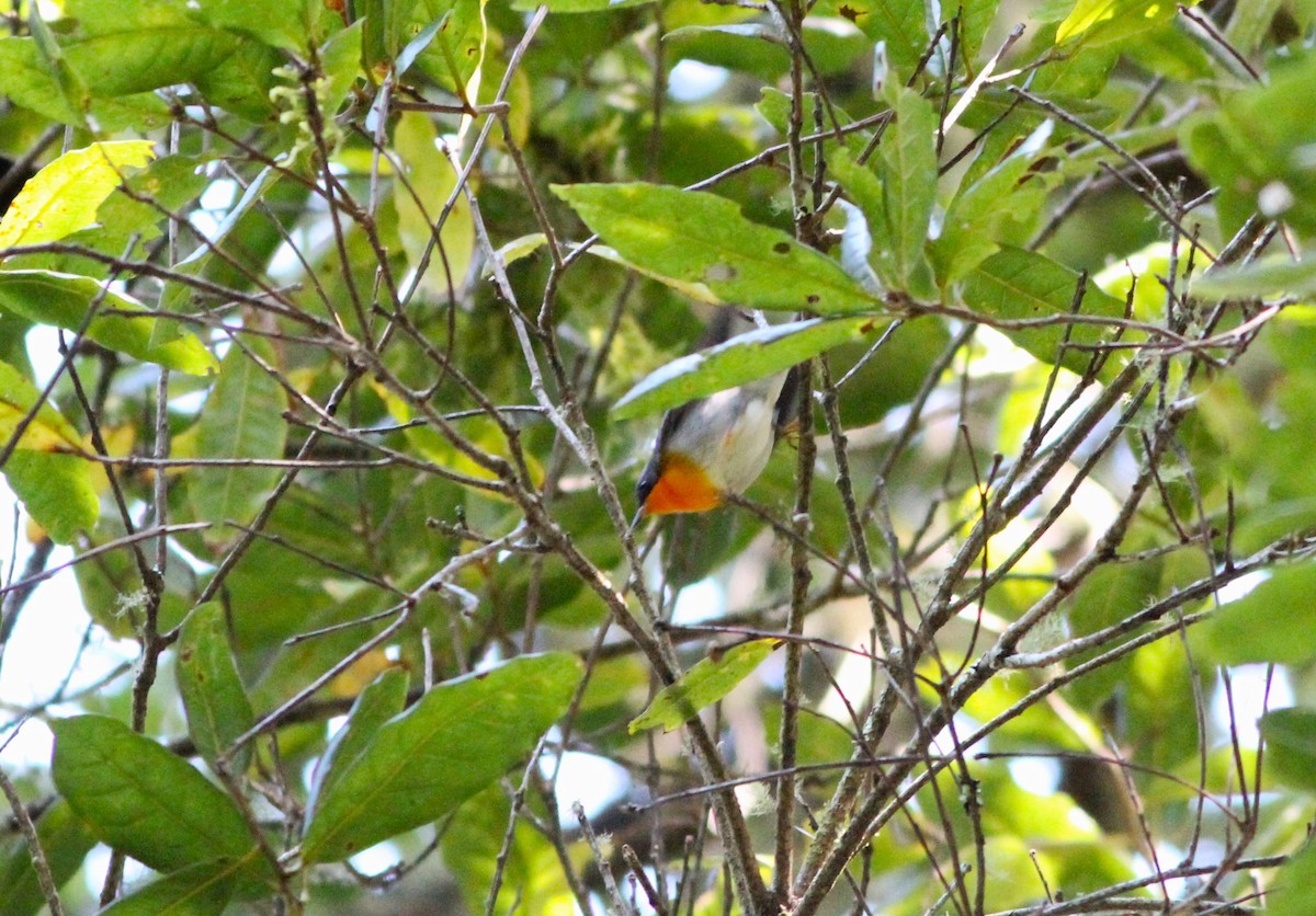 Flame-throated Warbler - ML617521251