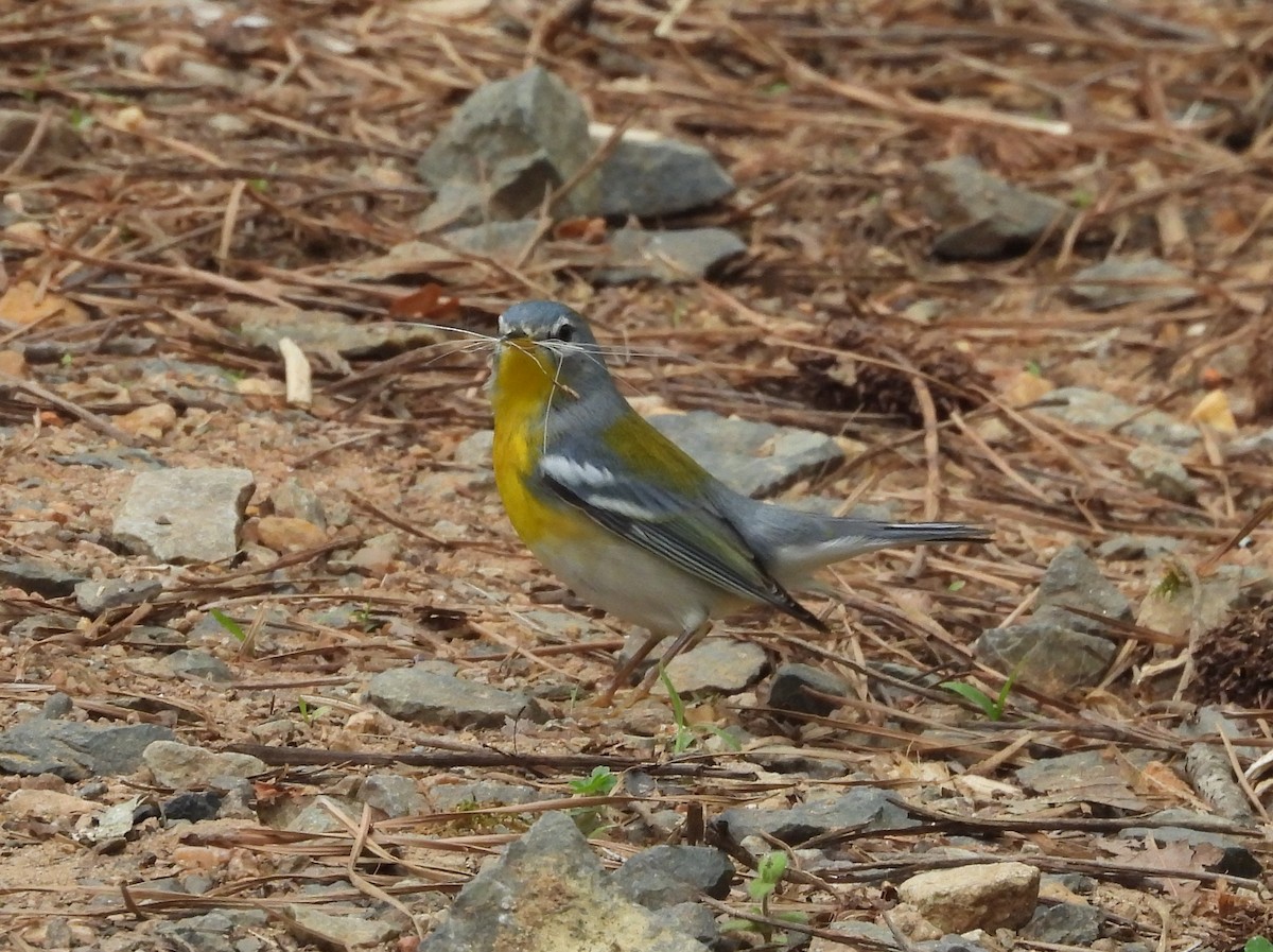 Northern Parula - ML617521259