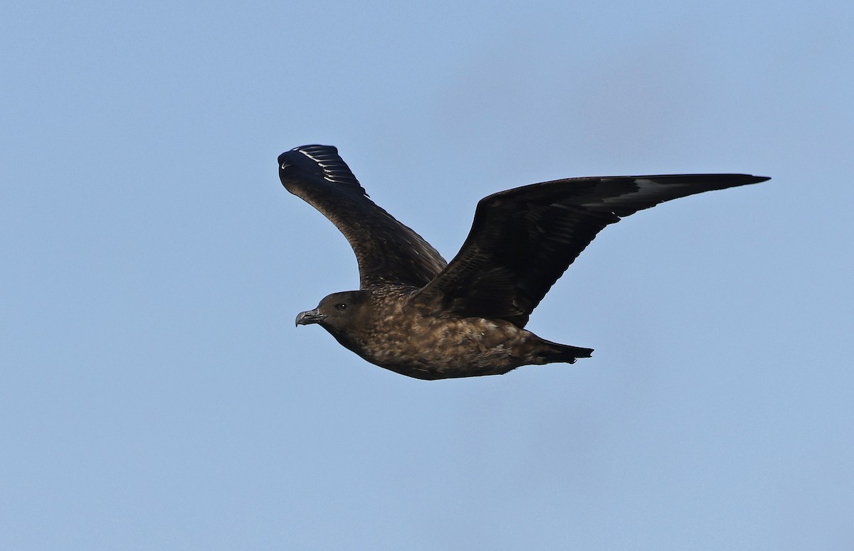 Great Skua - ML617521265