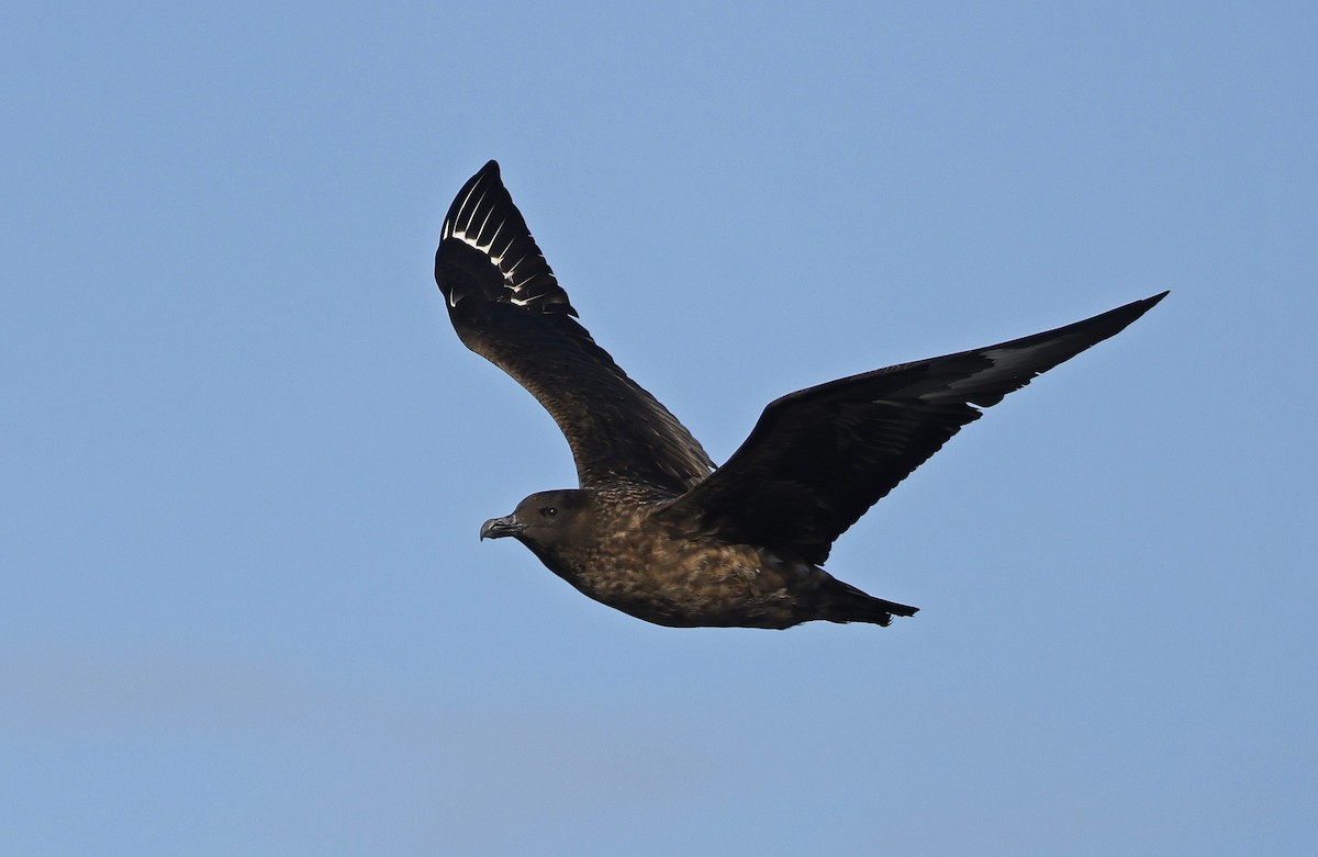 Great Skua - ML617521271