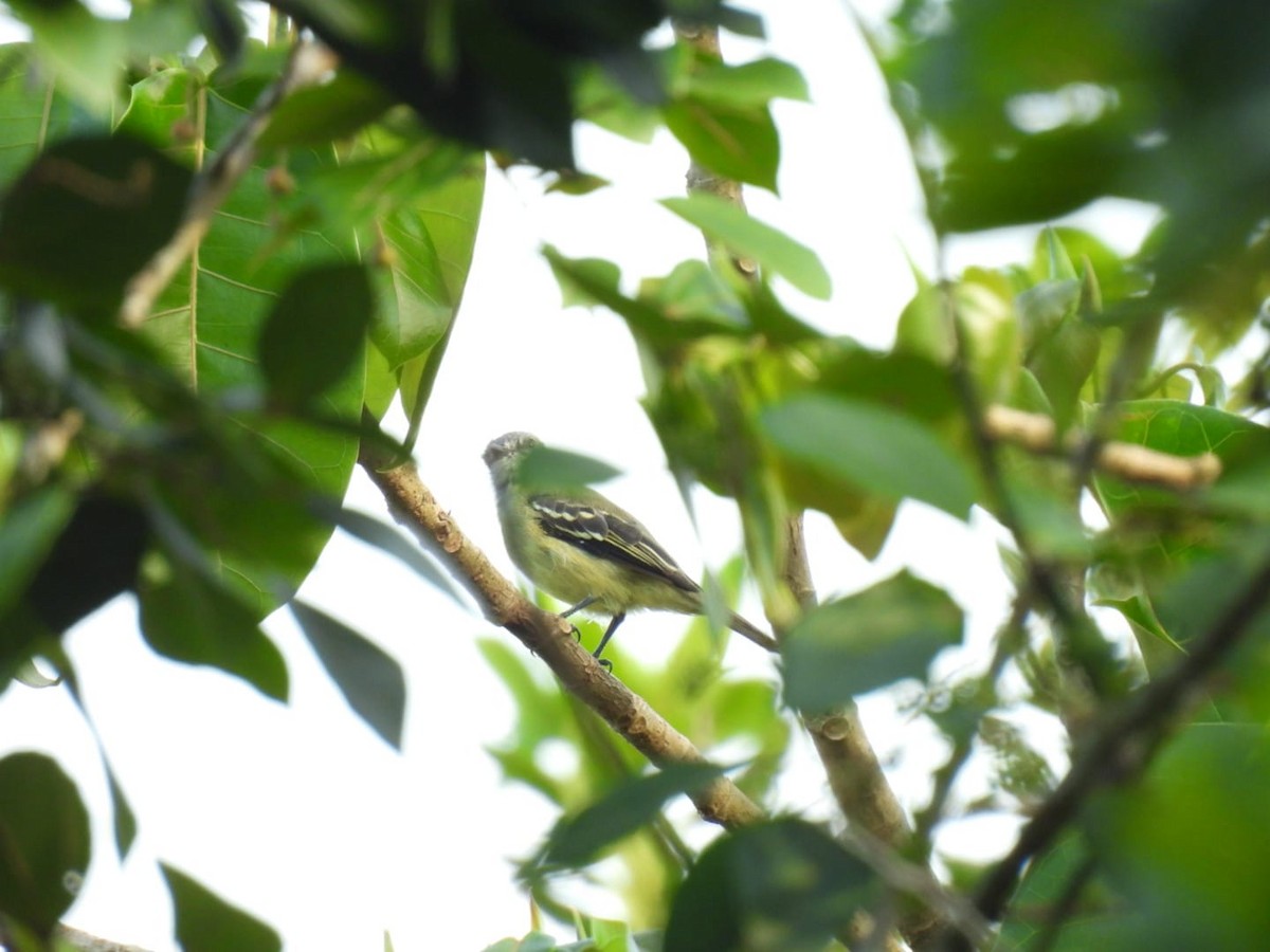 Yellow-crowned Tyrannulet - ML617521283