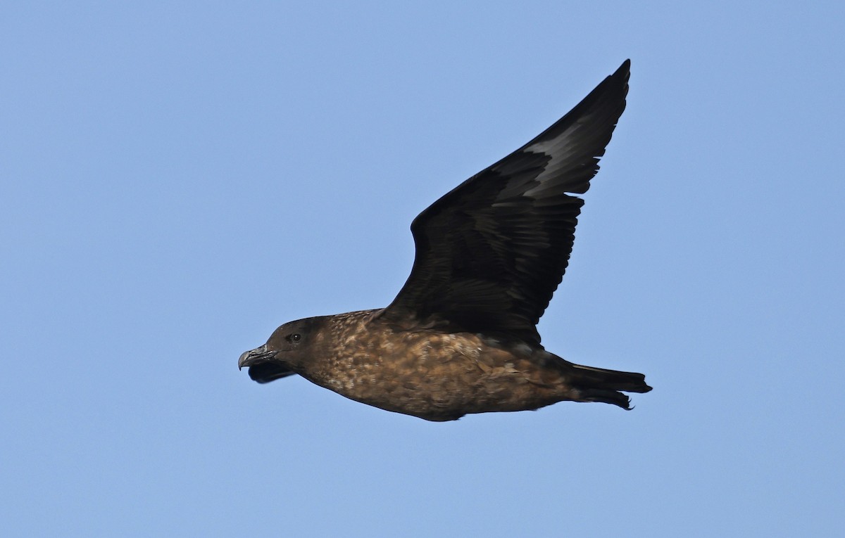 Great Skua - ML617521284