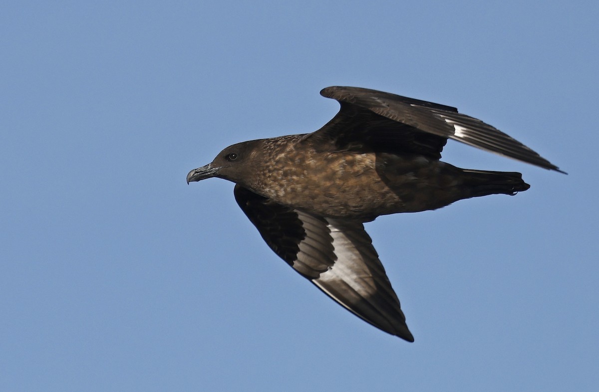 Great Skua - Paul Chapman