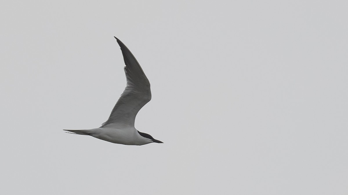 Gull-billed Tern - Engin BIYIKOĞLU