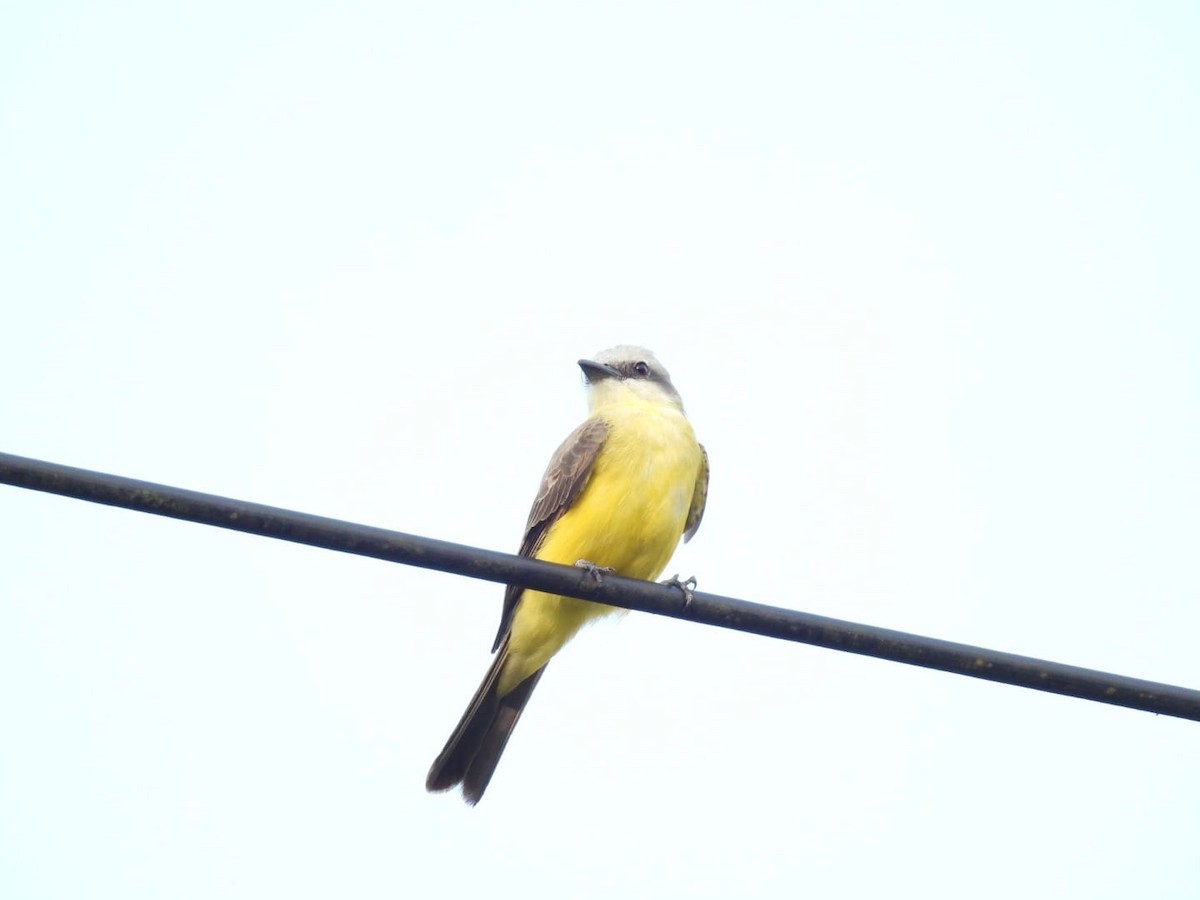 White-throated Kingbird - ML617521312