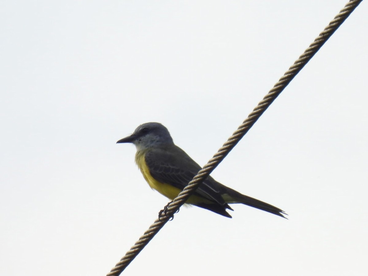 Tropical Kingbird - ML617521322