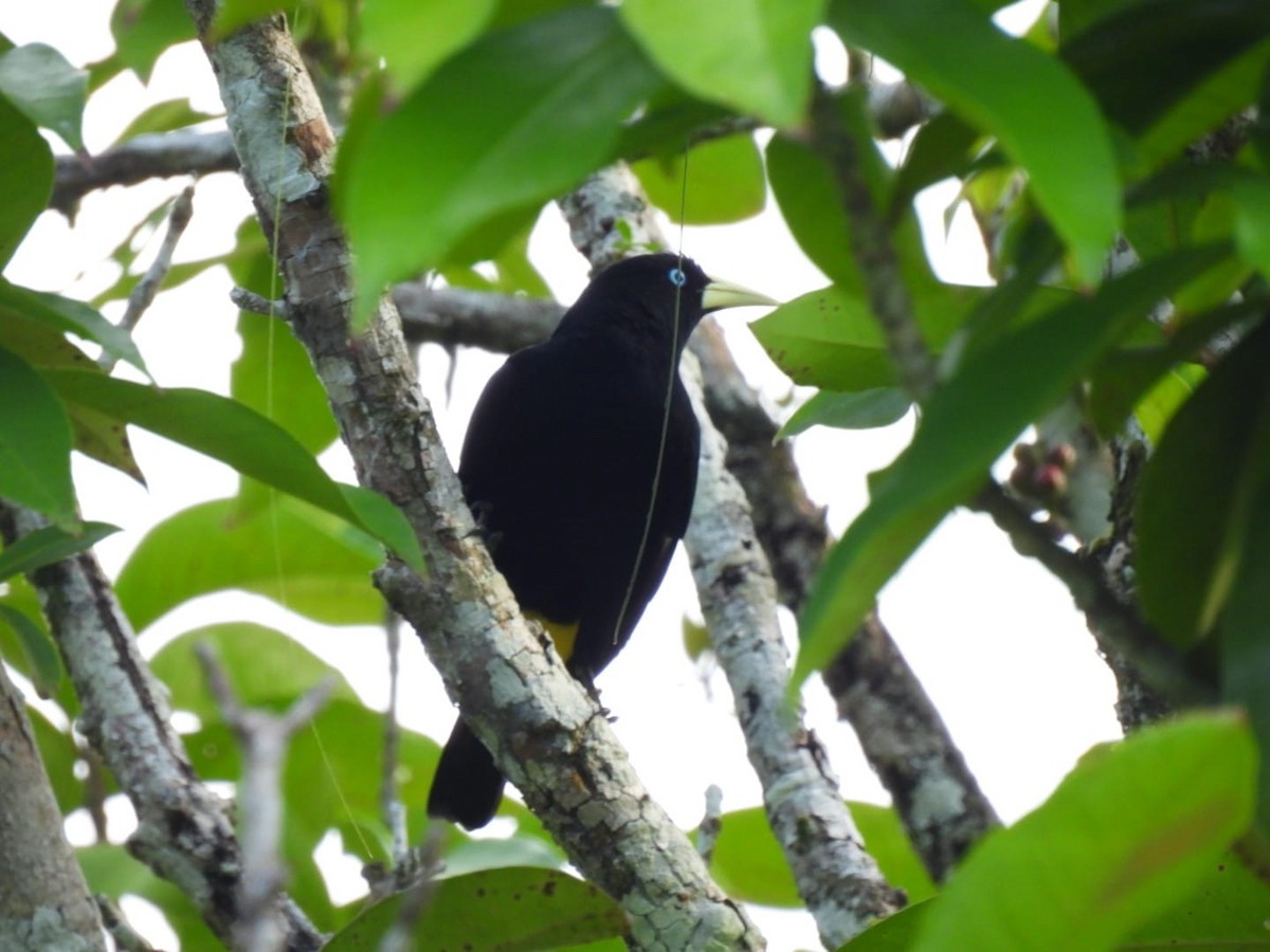 Yellow-rumped Cacique - ML617521334