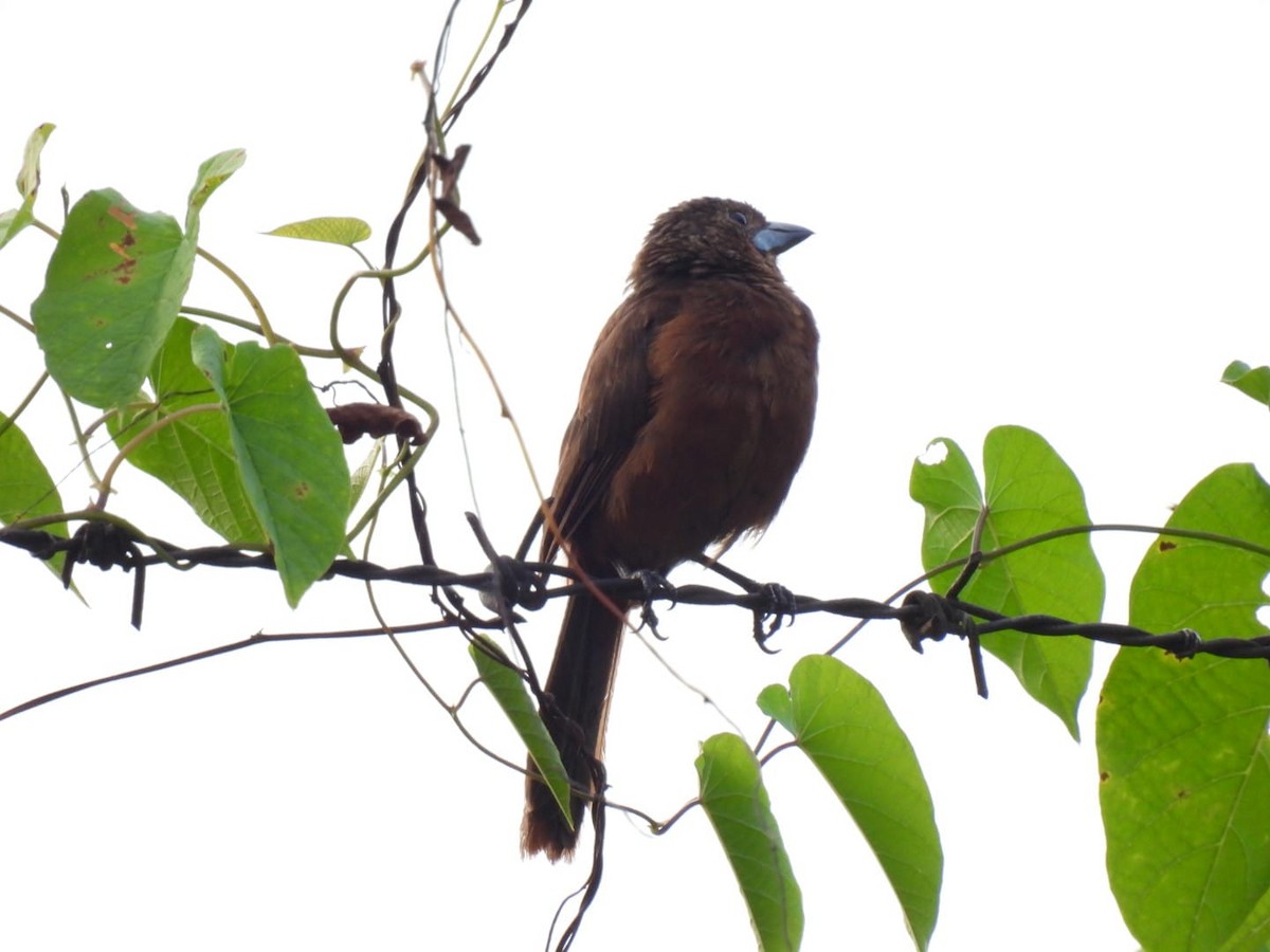 Silver-beaked Tanager - ML617521347