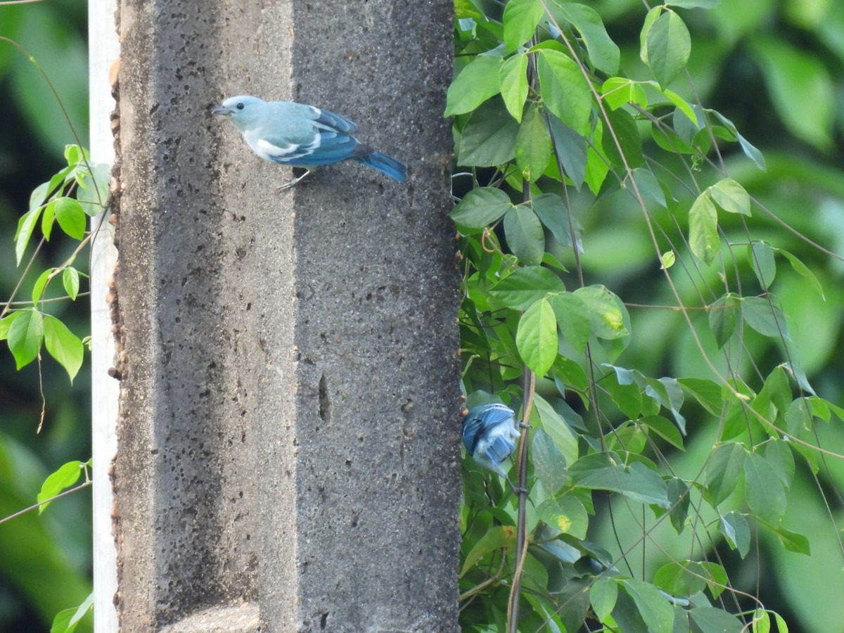 Blue-gray Tanager - ML617521355
