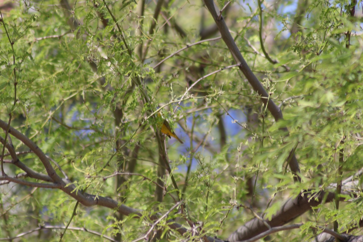 Wilson's Warbler - ML617521373