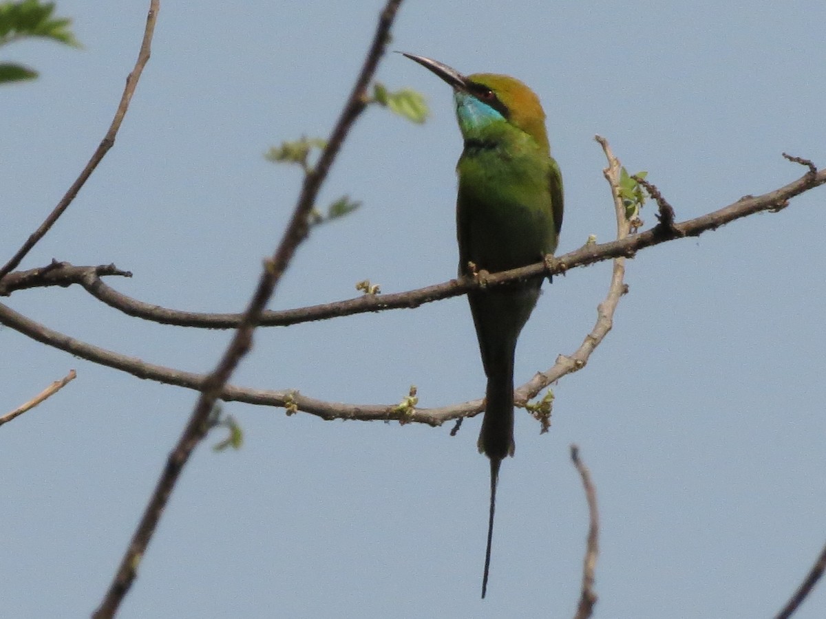 Asian Green Bee-eater - Sathyanarayana Srinivasan