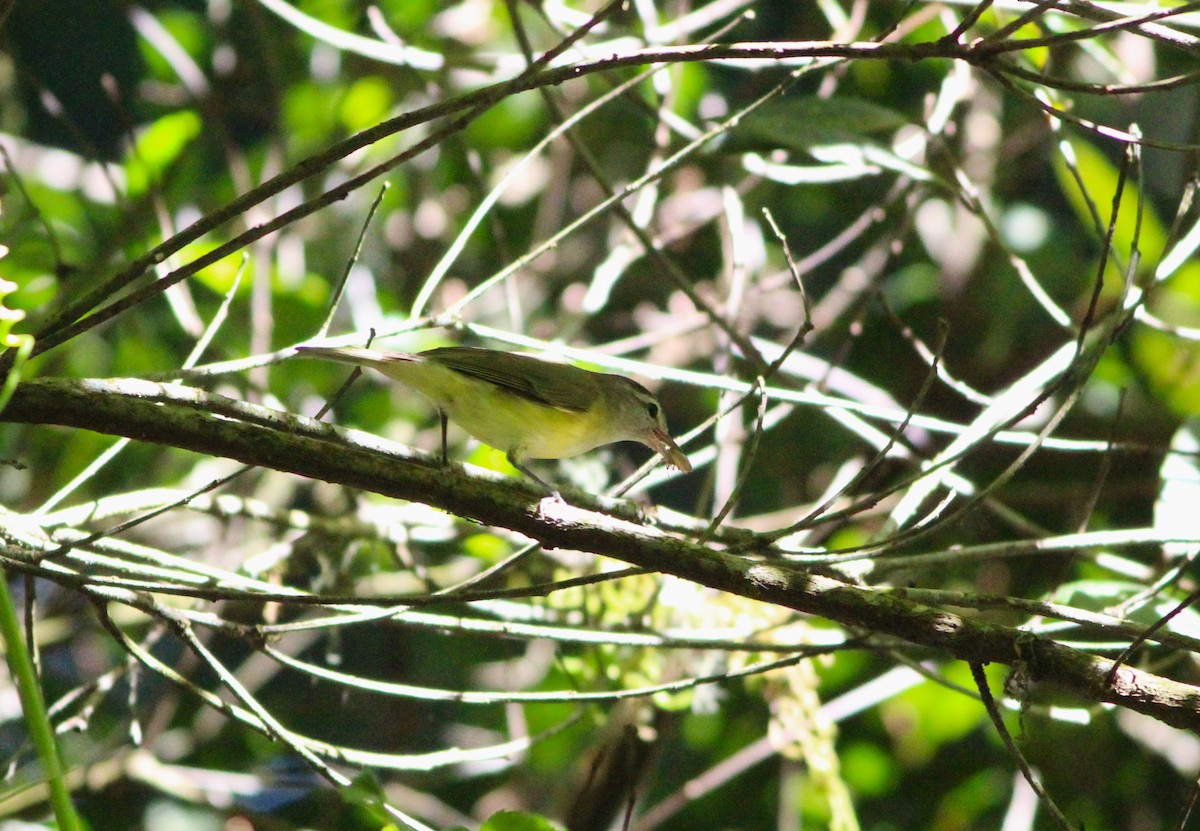 Brown-capped Vireo - ML617521441